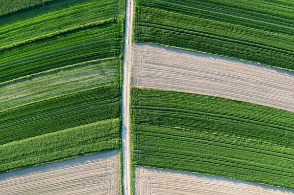 Paisaje Aéreo Cultivo Colza Verde Flores Colza Descoloridas Tema Agricultura —  Fotos de Stock