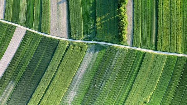 Groene Koolzaad Teelt Lucht Landschap Vervaagde Koolzaad Bloemen Landbouw Thema — Stockfoto