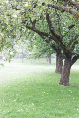 Moody apple orchard, apples lying on the grass