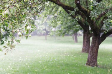 Moody apple orchard, apples lying on the grass