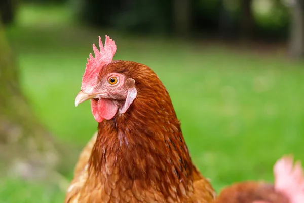Rhode Island Red Chicken Closeup — 스톡 사진