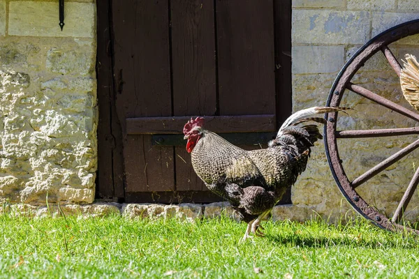 Rooster Walking Backyard Brick Wall Rural Scene — Stockfoto
