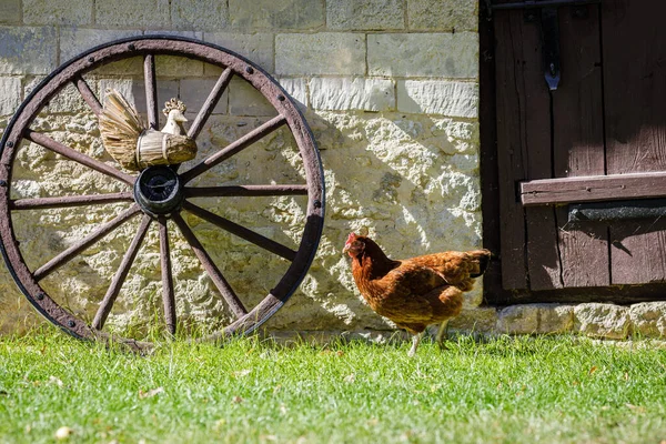 Chicken Walking Backyard Brick Wall Rural Scene — Stockfoto