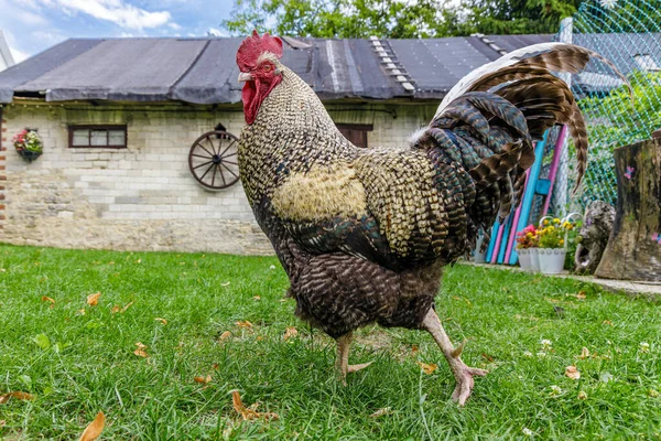 Rooster Backyard Farm Building Dynamic Rural Scene — Stockfoto