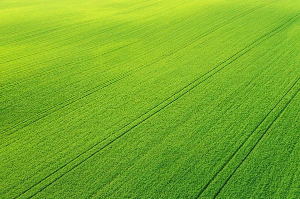 Green Vibrant Meadow Aerial View — Stock Photo, Image