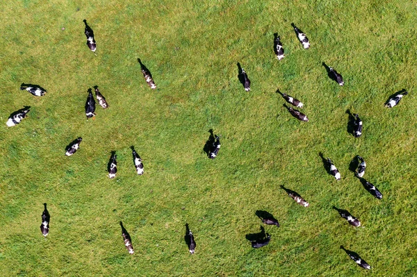 Aerial view of large herd of cows on green pasture
