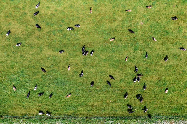 Aerial View Large Herd Cows Green Pasture — Fotografia de Stock