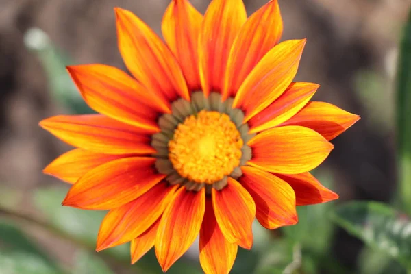 Gazania Fiore Soleggiato Autunno Che Sembra Una Camomilla — Foto Stock