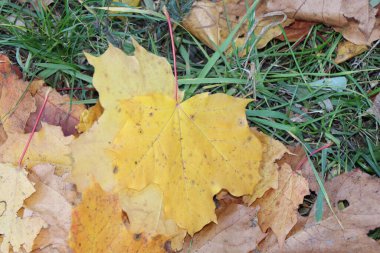 Oyulmuş akçaağaç yaprağı, kışın ortasında seni düşlüyorum.