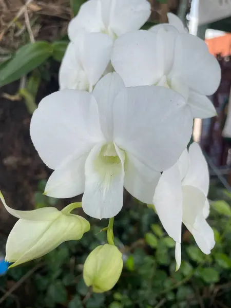 Hermosa Orquídea Blanca Úsala Como Fondo Inserta Letras —  Fotos de Stock