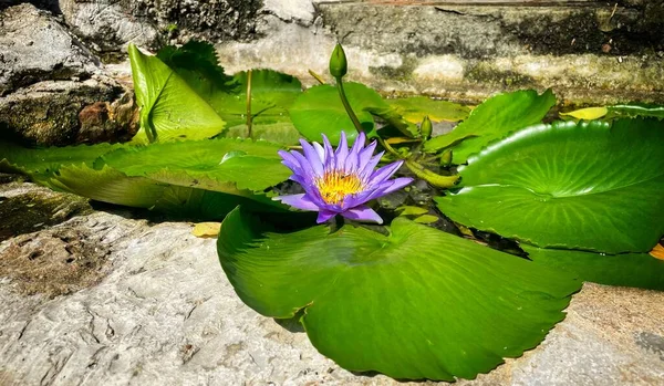 Lotus Ungu 이집트 Egyptian Purple Lotus 선택적 파란색 물방울이 맺히는 — 스톡 사진
