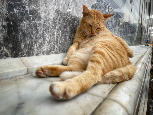 猫は毛皮を舐めて床に横たわっている — ストック写真