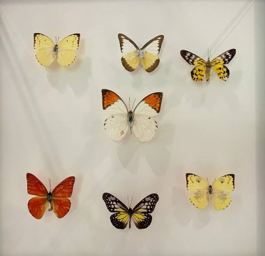 Beyaz arka plan üzerinde izole renkli kelebek koleksiyonu.