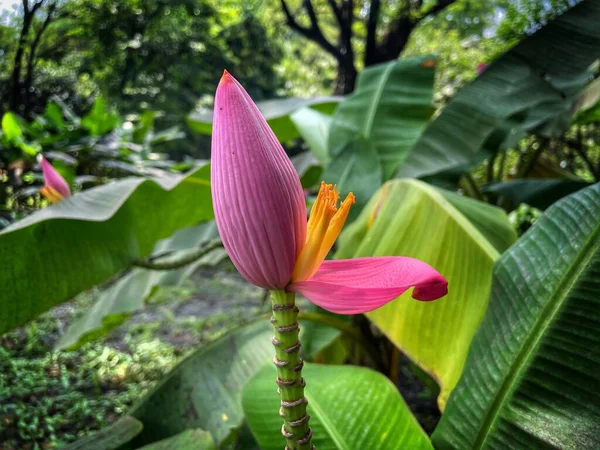 Рожевий Банановий Цвіт Зеленим Фоном — стокове фото