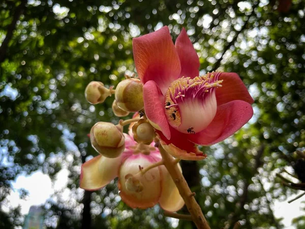 サルの花 キャノンボールツリー サルツリー インドのサル クールーヒタ — ストック写真