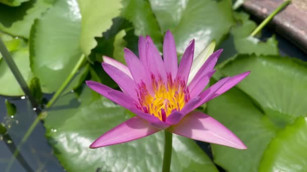 1つの花紫色の蓮の花またはNymphaea NouchaliまたはNymphaea SterataはNymphaea属の睡蓮です クローズアップ自然花映像 — ストック動画