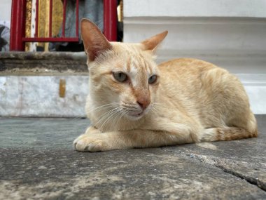 Kedi yerde yatıyor.