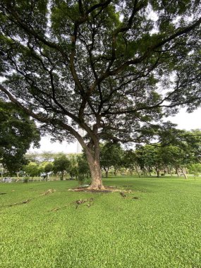 Ağaçların gölgesinin altındaki kütükler, halk bahçesindeki patika boyunca uzanır