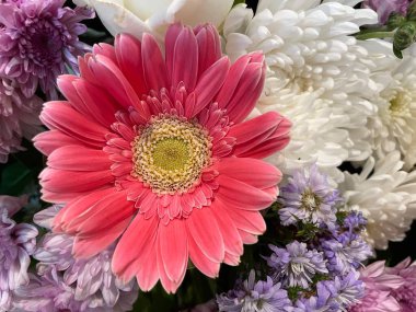 Pembe yıldız patlaması çiçeklerine yakın çekim