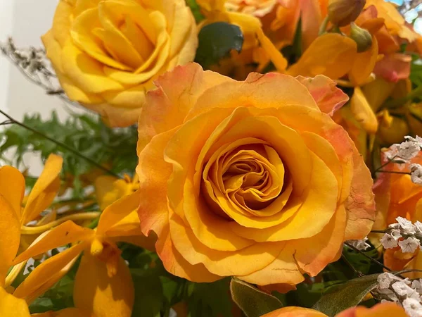 Muchas Rosas Naranjas Racimo — Foto de Stock