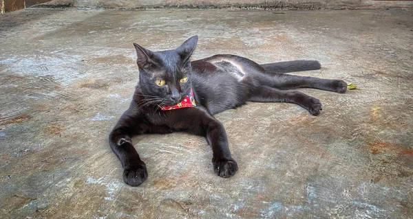 Gato Negro Encuentra Casa Suelo —  Fotos de Stock