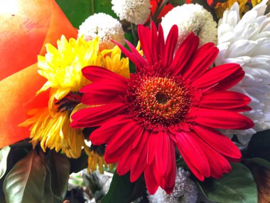 Bahçede güzel kırmızı kozmos çiçeği var. Kozmos bipinnatus kelebeği çiçek açıyor.