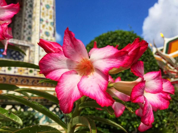 Rosa Flor Adenium Obesum Planta Con Hojas Verdes Aisladas Sobre — Foto de Stock