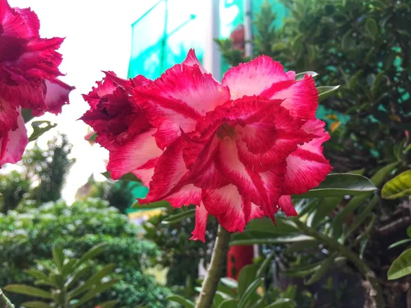 Rosa Flor Adenium Obesum Planta Con Hojas Verdes Aisladas Sobre — Foto de Stock