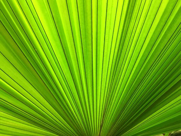 Folhas Palma Fundo Verde Escuro — Fotografia de Stock