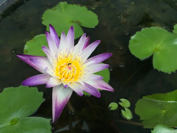 White Purple Lotus Purple White Lotus Flower Green Leave Background — Stock Photo, Image