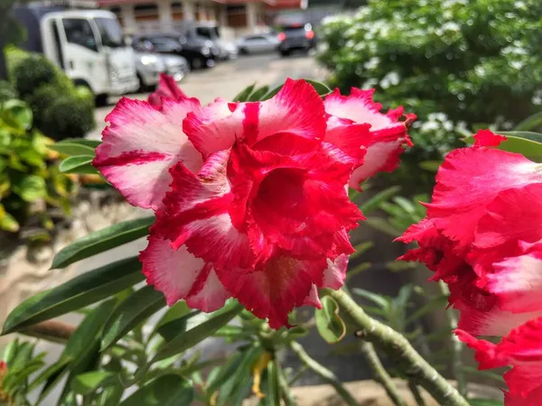 Adenium Rosa Bonito Como Flor Tropical Flor Rosa Deserto Adenium — Fotografia de Stock