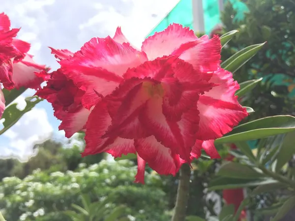 Прекрасний Рожевий Аденій Тропічна Квітка Пустельна Квітка Троянди Обезум Аденій — стокове фото
