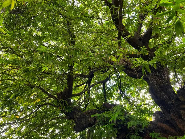 特写镜头的老和大树 从下到树梢与绿叶 透过树枝可以看到蓝色的天空 — 图库照片