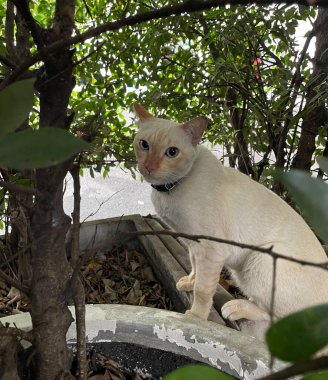(Symphoricarpos albus) çalılarının altında oturan beyaz bir kedi.