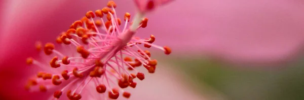 Pink Flower. Karizma Album Page Design Background For Pages. Nature Background