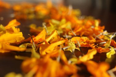 Marigold Çiçeklerinin Güzel Yaprakları. Calendula Çiçekleri. Taze Yapraklar