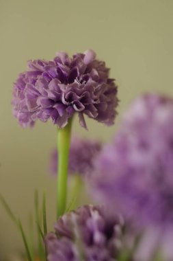 Yaz Mor Çiçekleri. Güzel Yapraklar. 