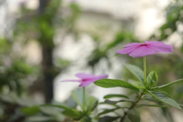 Bellissimi Fiori Rosa Pervinca Giardino Fotografia Naturalistica — Foto Stock