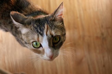 Tatlı Kedi Bakışı. Güzel Kedi Gözü.