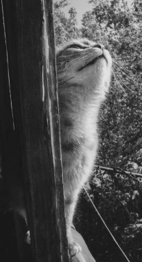 Penceredeki Kedi. Siyah ve Beyaz. Tatlı Kedi
