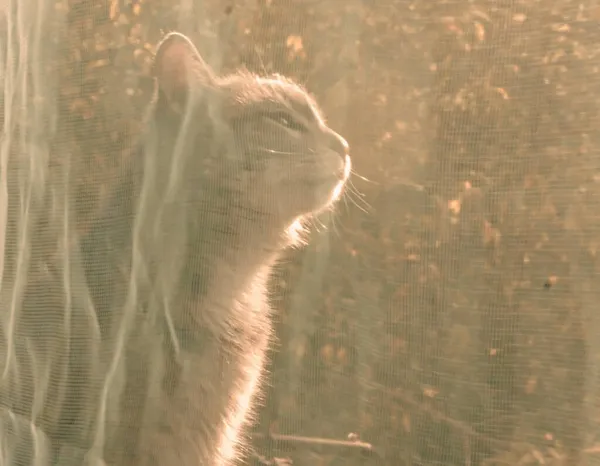 Pencerenin arkasındaki güzel kedi. Pencere Giysileri. Tatlı Kedi