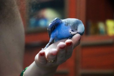 Küçük Mavi Budgerigar. Güzel kuş. Papağanla Aşk 