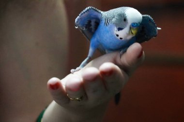 Small Blue Budgerigar on Hand. Beautiful Bird. Love Parrot  clipart
