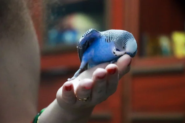 Mały Niebieski Budgerigar Rękę Piękny Ptak Miłość Papugą Obrazek Stockowy