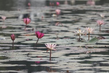 Nilüfer deseni. Lotus Gölü. Hint Lotus Çiçeği 