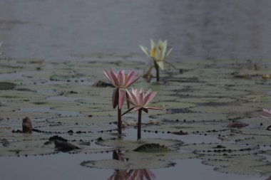 Mükemmel Açık Pembe Lotus. Hint Lotus Çiçeği 