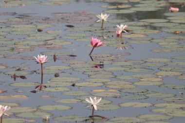 Lotus. Romantik Lotus Gölü. Hint Lotus Çiçeği 