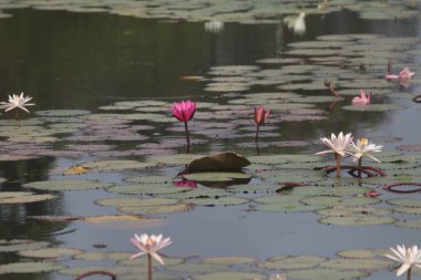 Zengin Lotus Gölü. Romantik Lotus Gölü. Hint Lotus Çiçeği 
