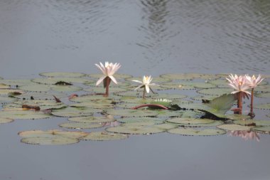 Hint Lotus Çiçeklerinin Sudaki Romantik Beyaz Renkleri