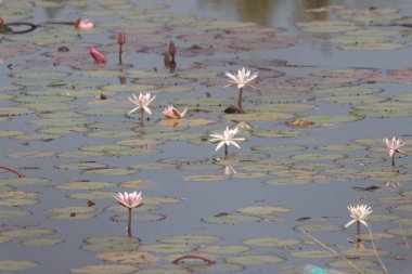 Beyaz Hint Lotusu Sudaki Çiçekler